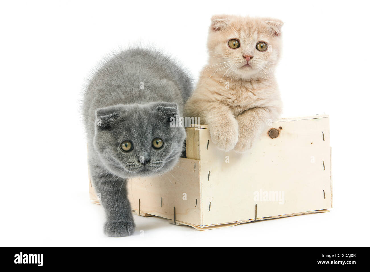 2 MONTHS OLD SCOTTISH FOLD CREAM AND BLUE KITTENS, PAIR PLAYING IN BASKET Stock Photo