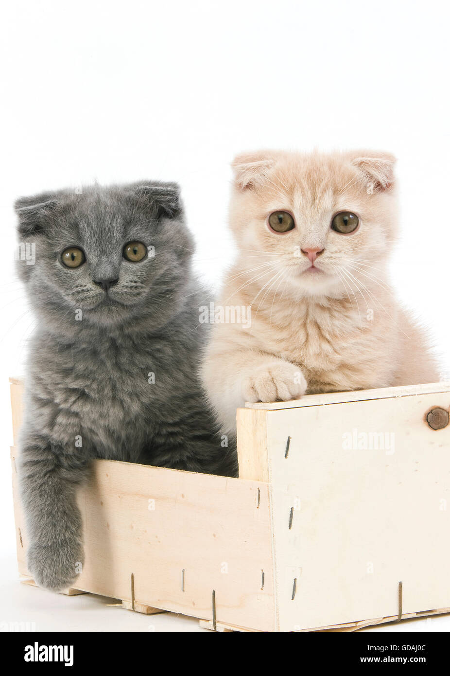Cream Scottish Fold and Blue Scottish Fold Domestic Cat, 2 months old Kittens playing in Crateful against White Background Stock Photo