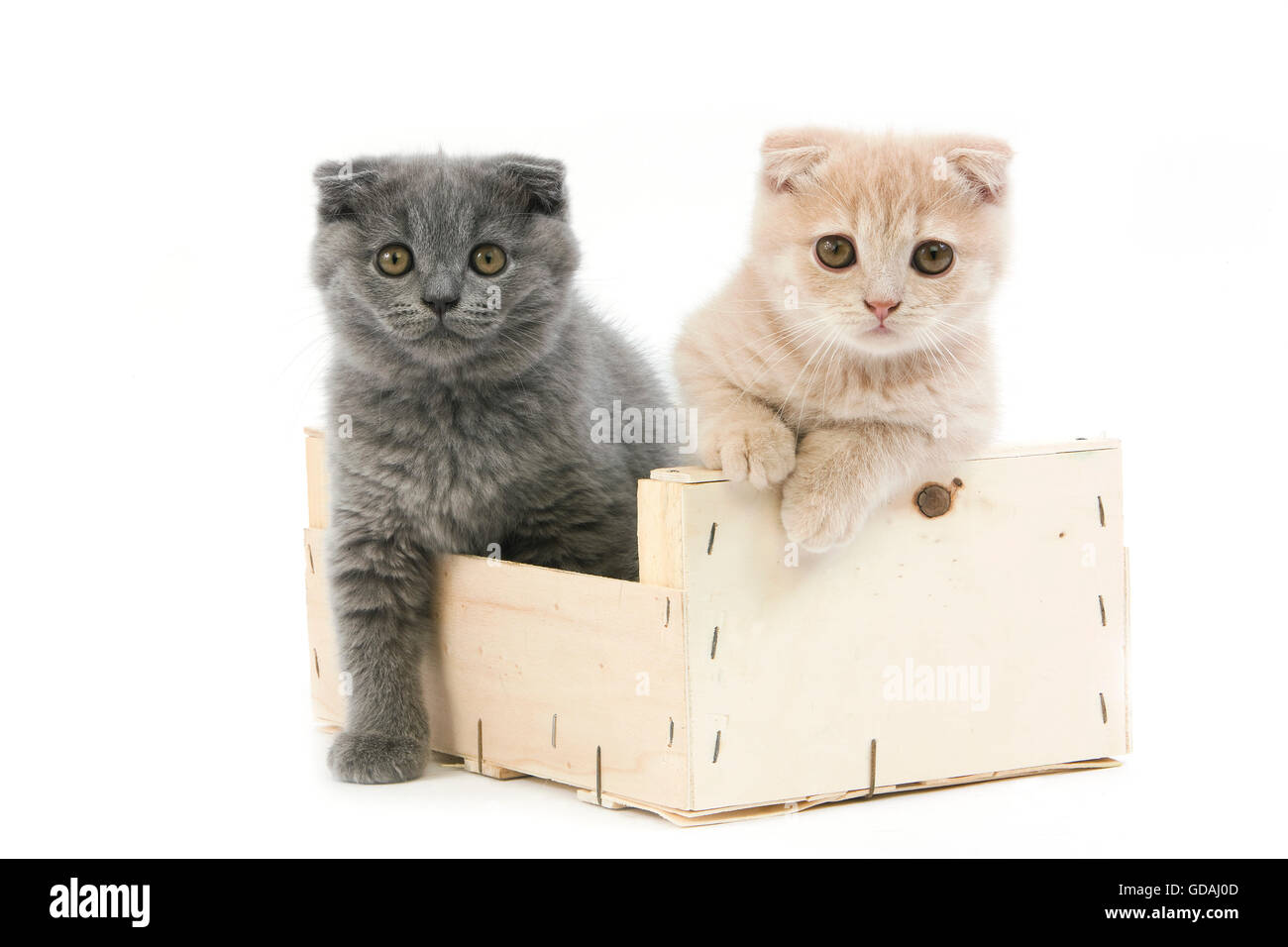 Blue Scottish Fold and Cream Scottish Fold Domestic Cat, 2 Months Old  Kittens playing in Crateful against White Background Stock Photo