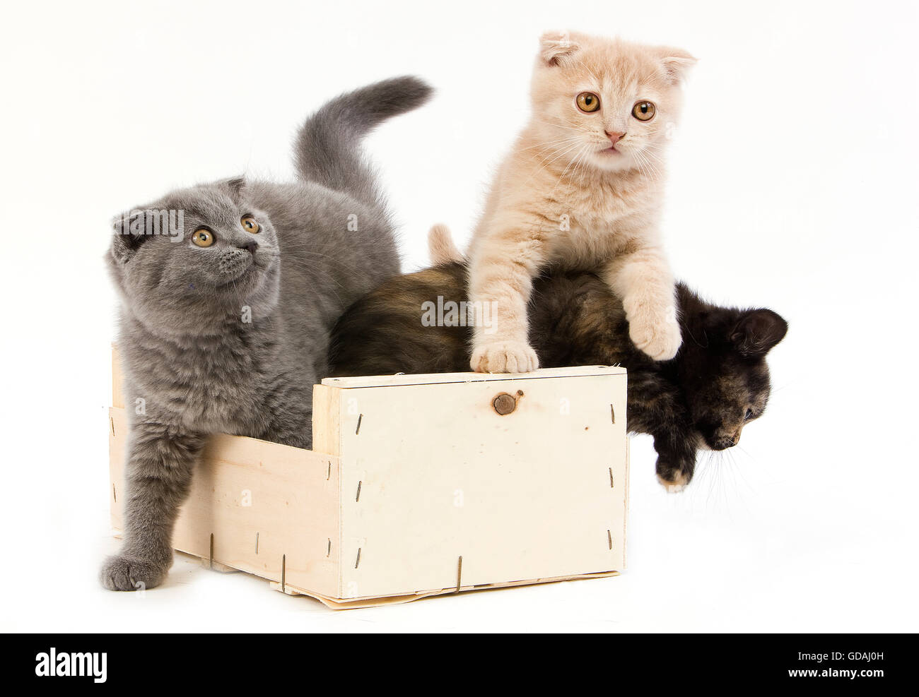 BLACK TORTOISE-SHELL BRITISH SHORTHAIR WITH BLUE AND CREAM SCOTTISH FOLD KITTENS (2 MONTHS OLD), PLAYING IN BASKET Stock Photo