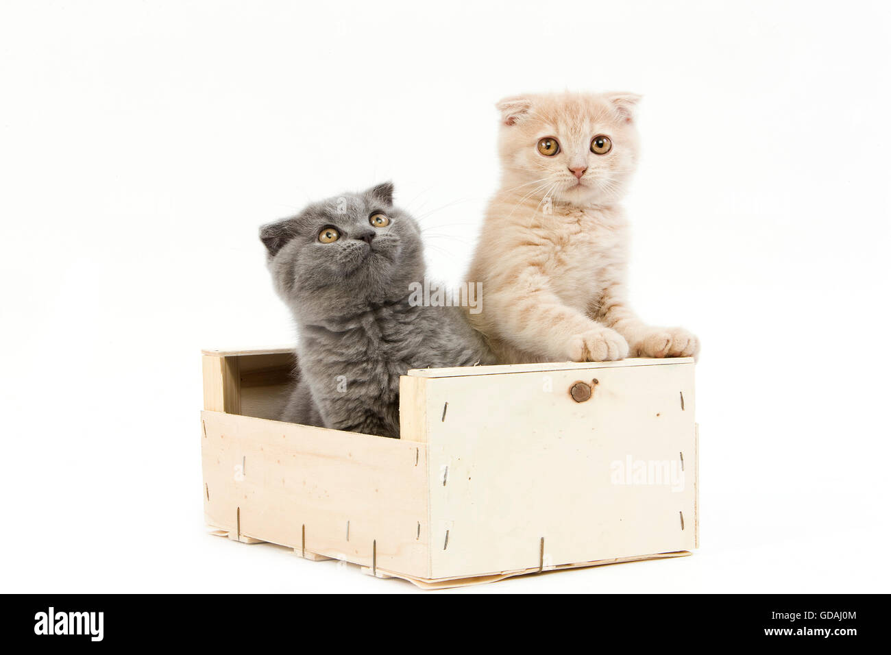 CREAM AND BLUE SCOTTISH FOLD DOMESTIC CAT, 2 MONTHS OLD KITTEN PLAYING IN A CRATE Stock Photo