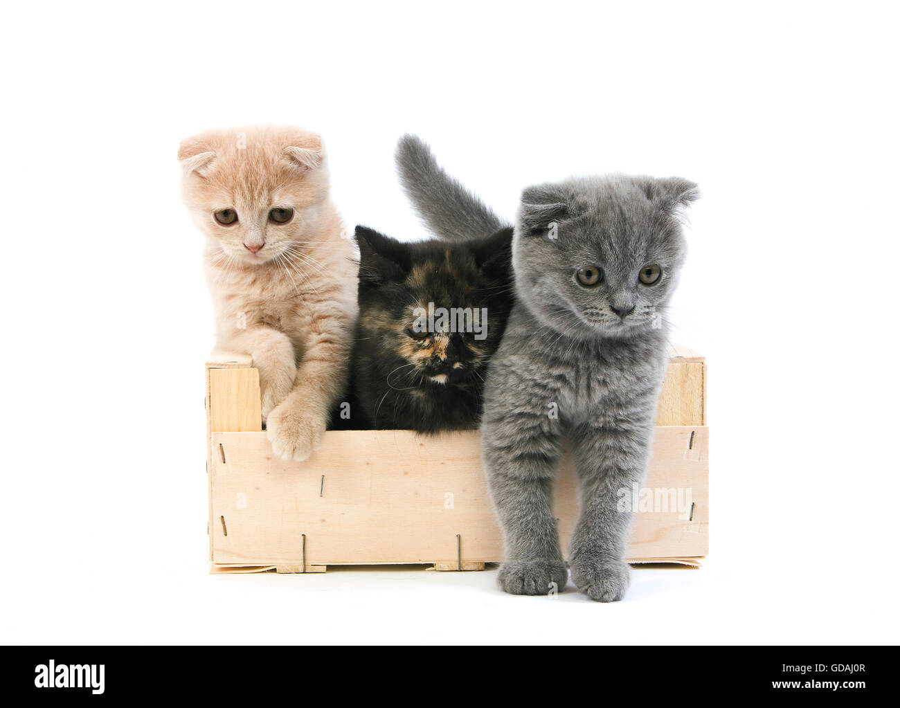 Blue Scottish Fold and Cream Scottish Fold and black Tortoise-Shell British Shorthair Domestic Cat, 2 Months Old  Kittens playing in Crateful against White Background Stock Photo