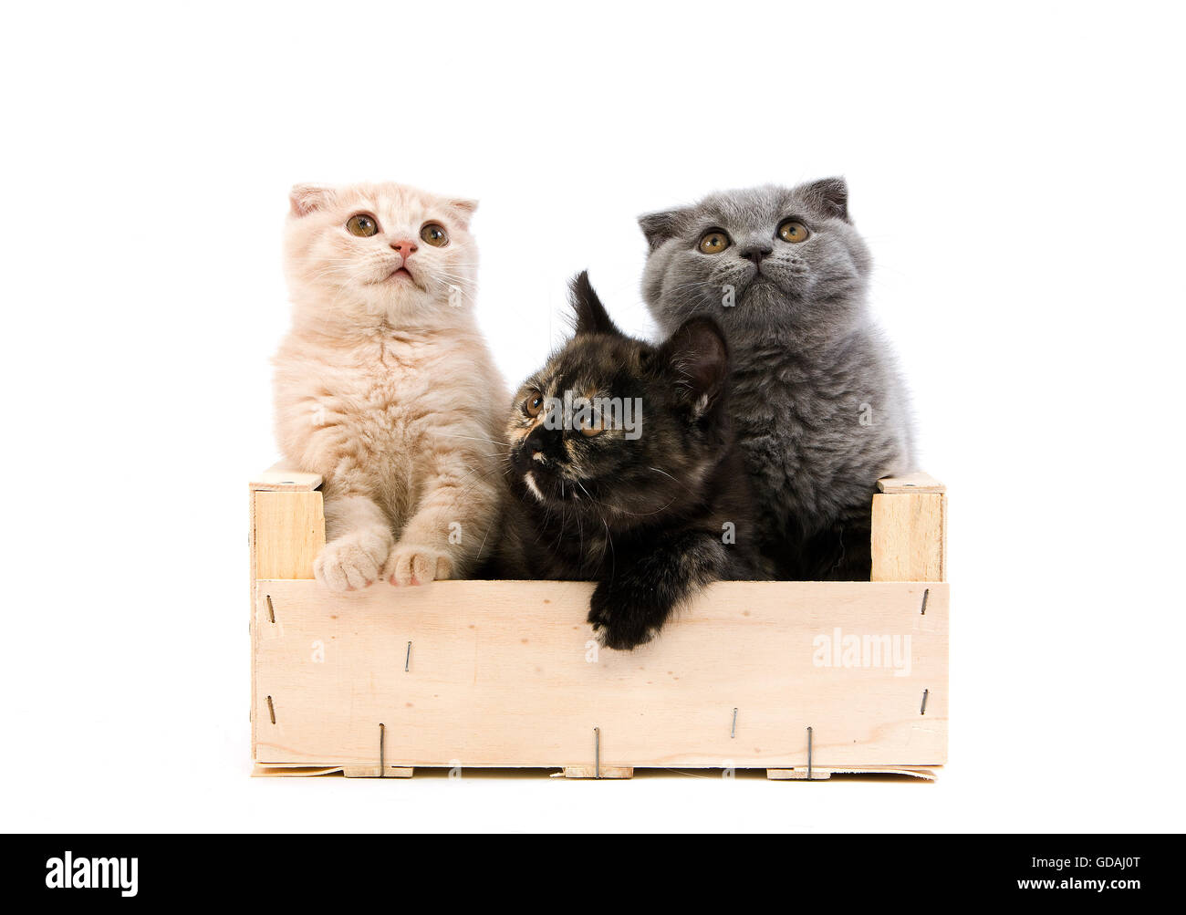 2 Months Old Kittens in a Crate, a Black Tortoire Shell British Shorthair, a Blue Scottish Fold and a Cream Scottish  402060 Gerard LACZ Stock Photo