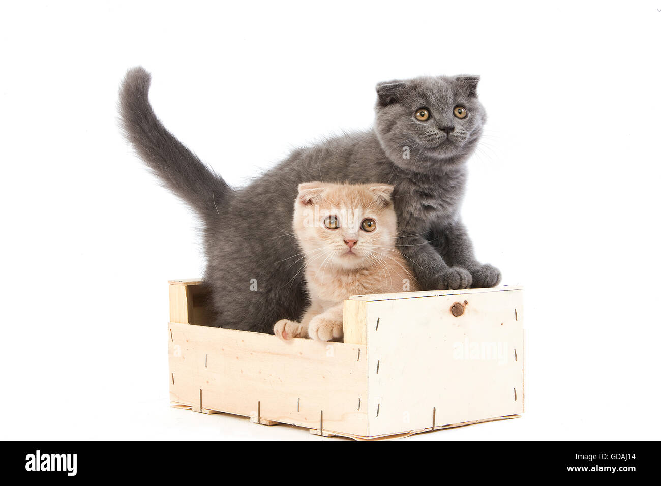 2 MONTHS OLD SCOTTISH FOLD CREAM AND BLUE KITTENS Stock Photo
