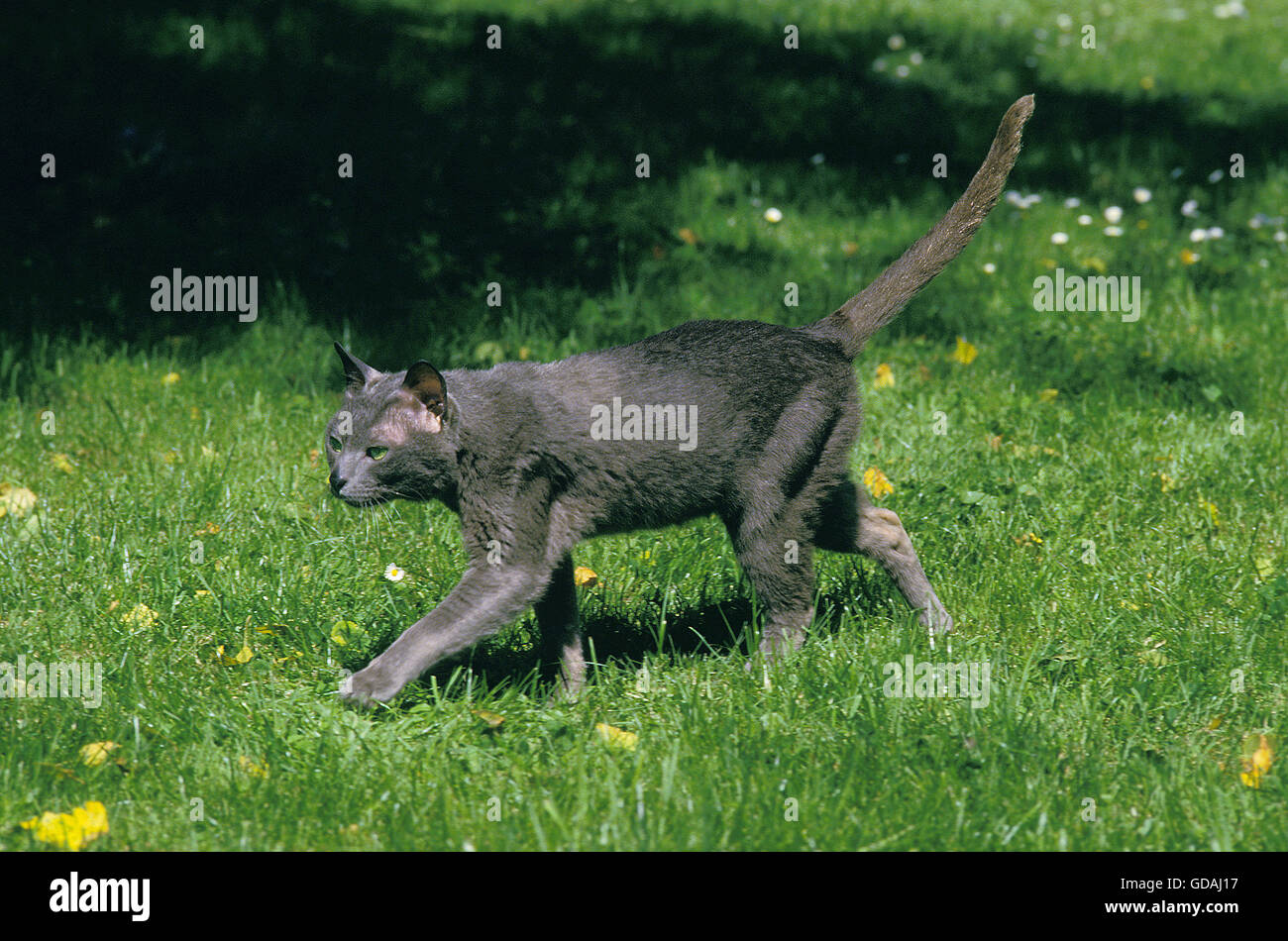 KORAT DOMESTIC CAT, ADULT WALKING ON GRASS Stock Photo