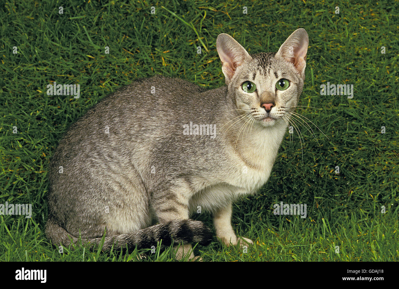 ORIENTAL DOMESTIC CAT, ADULT WITH GREEN EYES Stock Photo