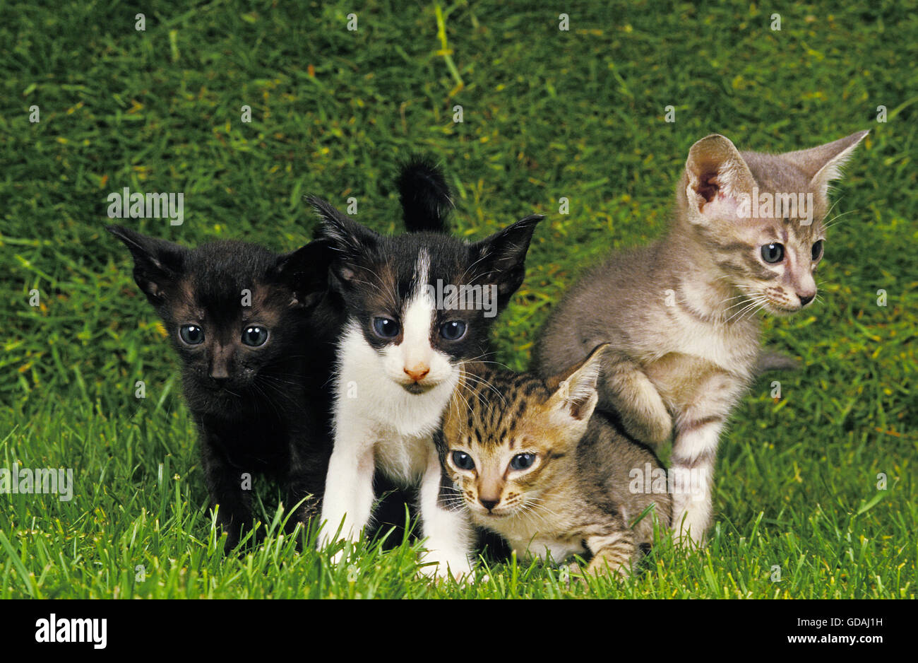 Oriental Domestic Cat, Kittens Stock Photo