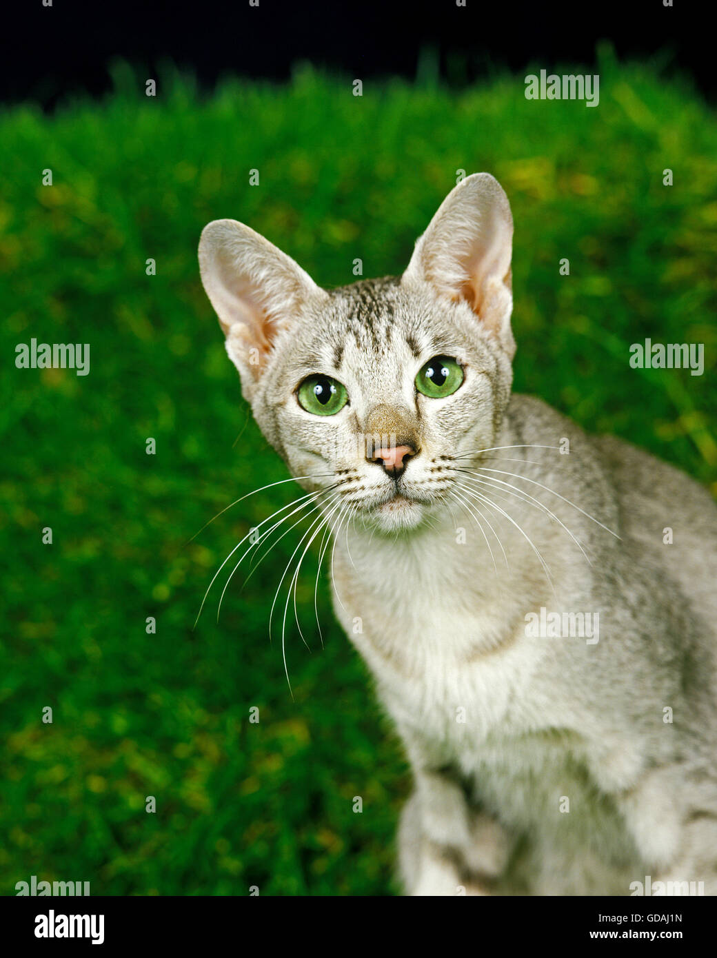 Oriental Domestic Cat, Adult with Green Eyes Stock Photo