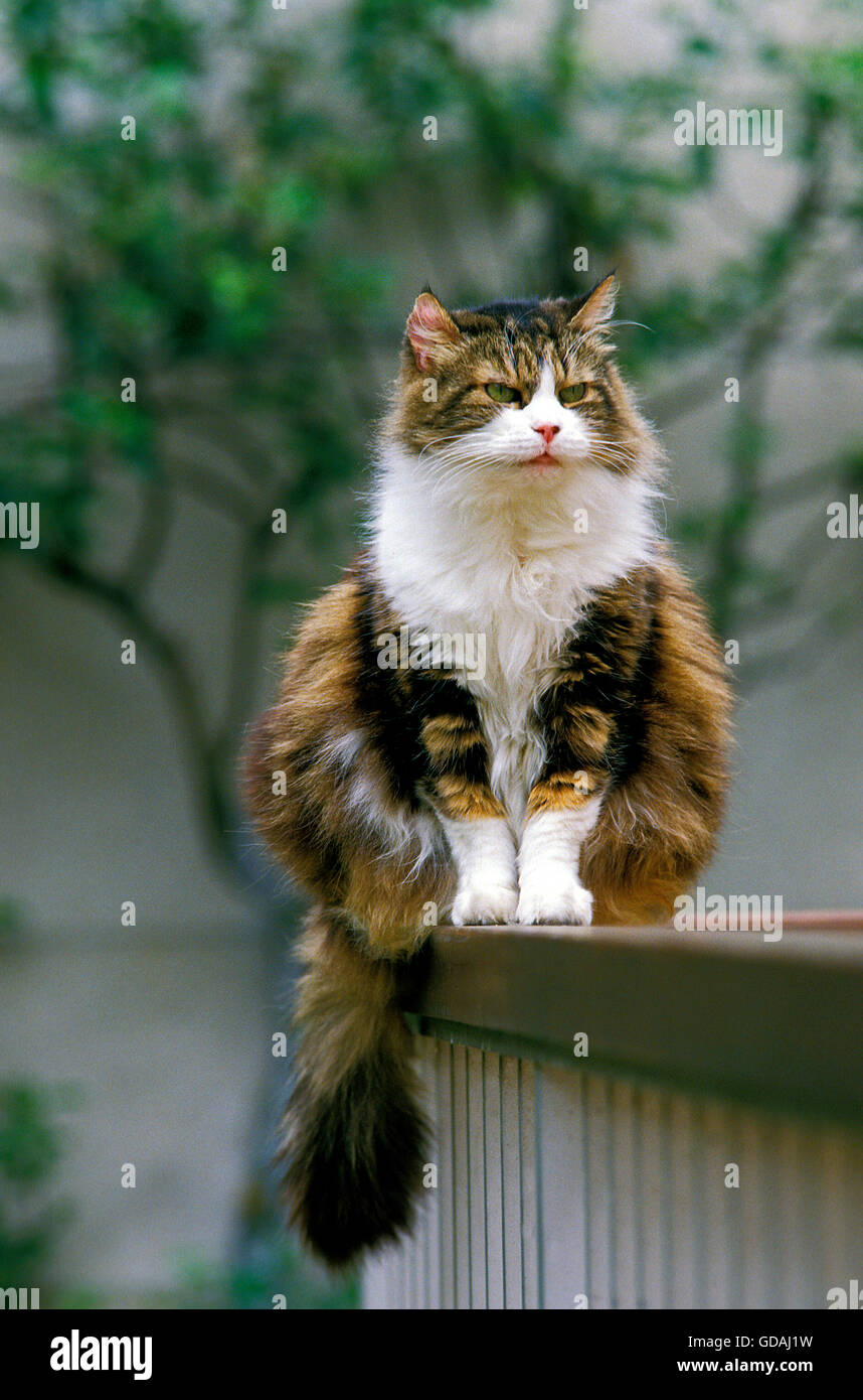 Angora Domestic Cat sitting Stock Photo