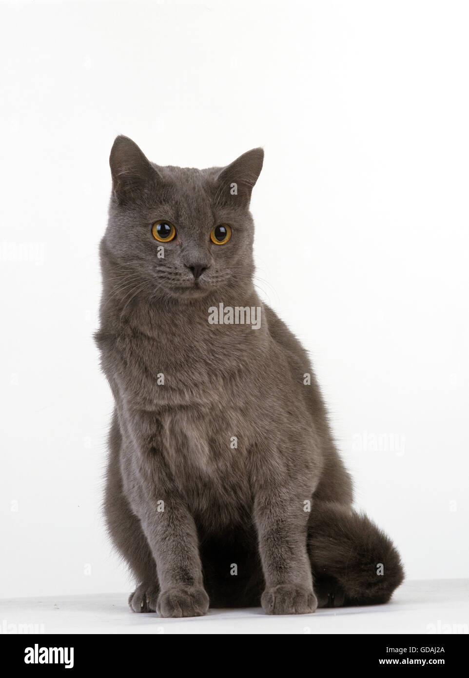 Blue Domestic Cat, Adult against White Background Stock Photo
