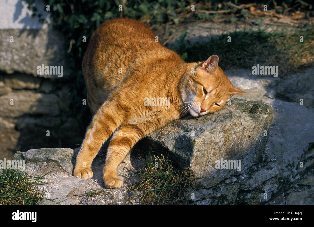 Red Tabby Domestic Cat, Adult rubbing Head on Rock Stock Photo