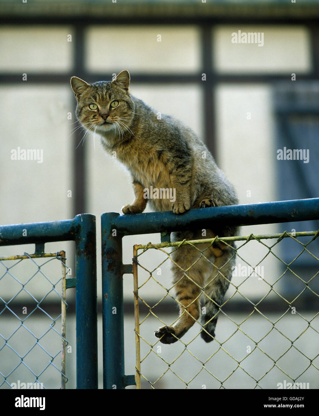 European Brown Tabby Domestic Cat, Adult on Gate Stock Photo