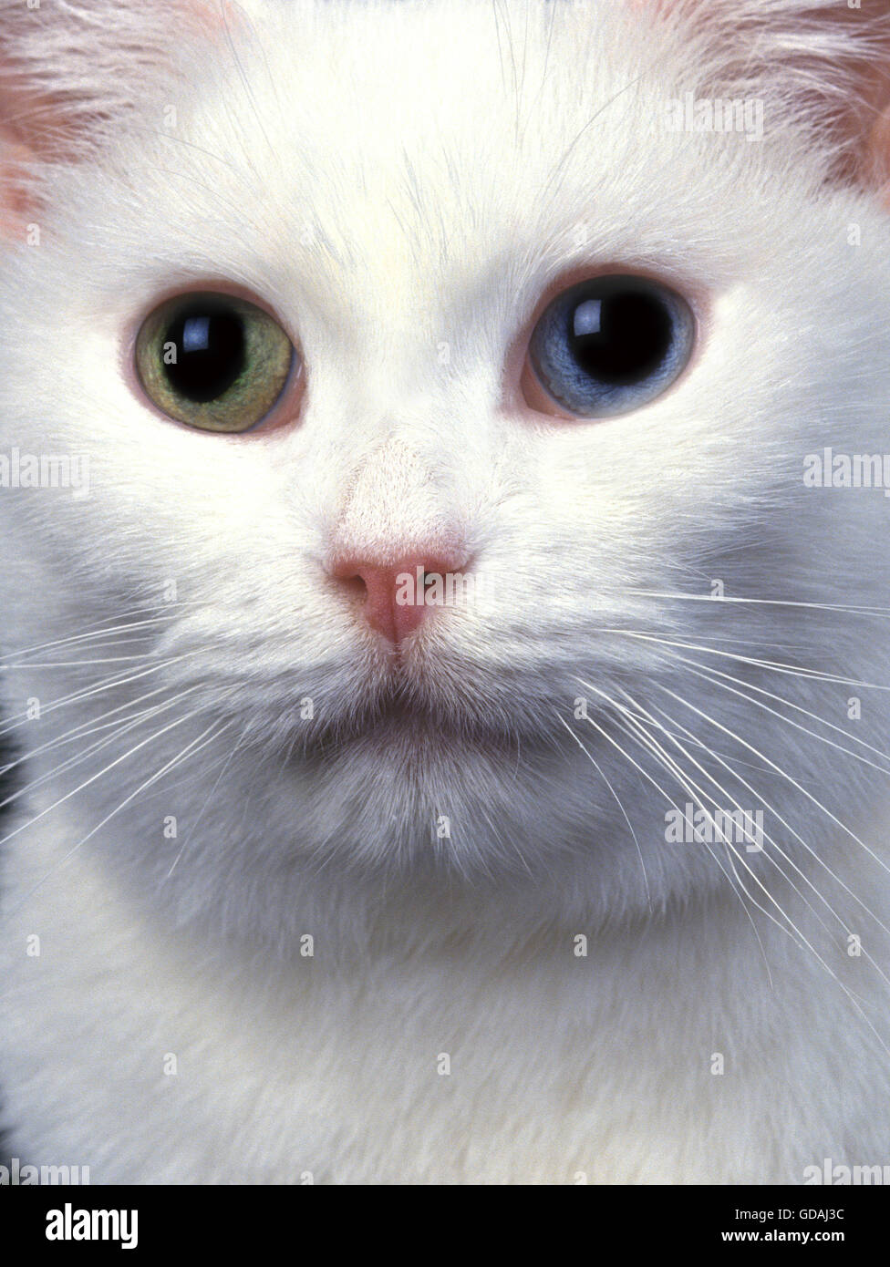 White Domestic Cat, Portrait of Adult with Green and Blue Eye Stock ...