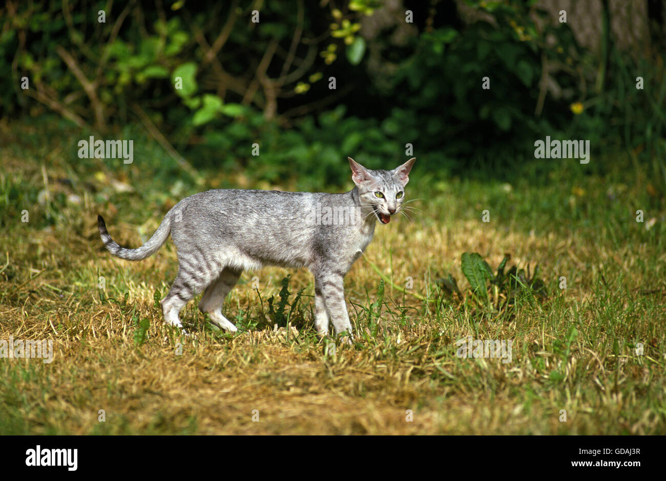 Oriental Domestic Cat Meoing Stock Photo