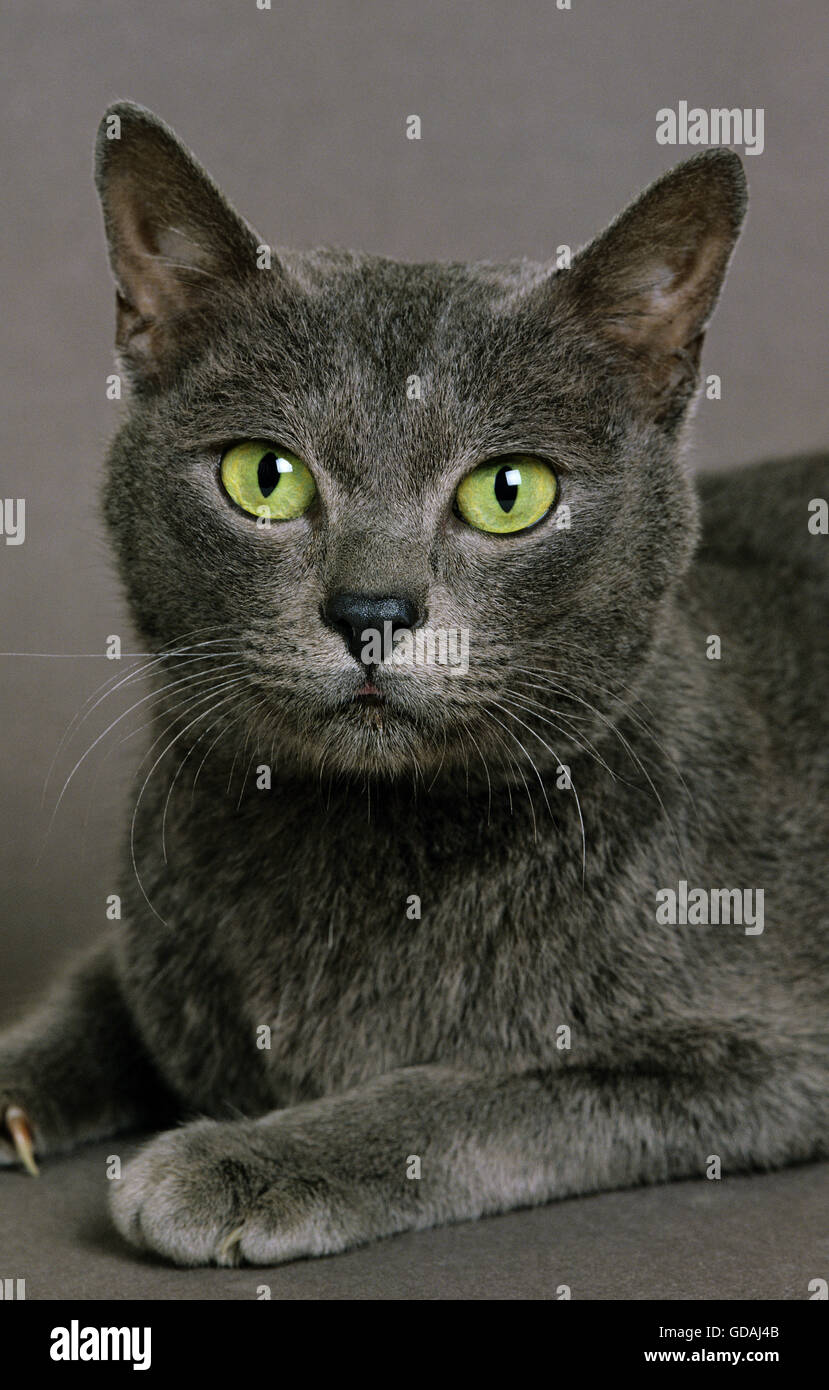 Portrait of Korat Domestic Cat Stock Photo
