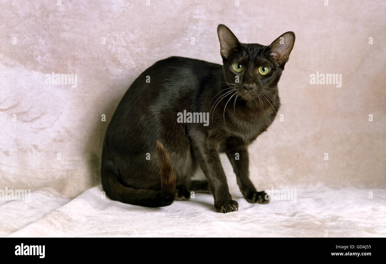 Havana Brown Domestic Cat Stock Photo