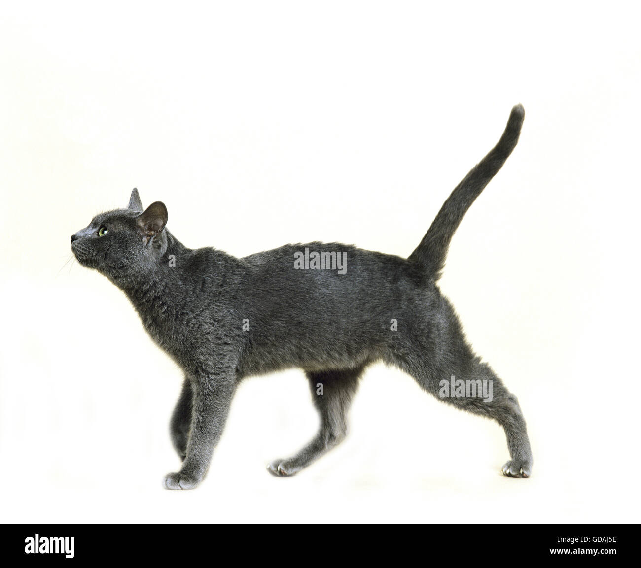 Korat Domestic Cat Stock Photo