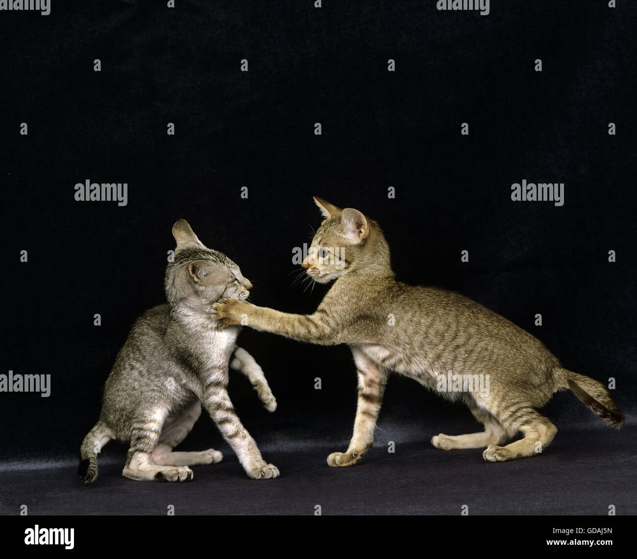 Oriental Domestic Cat, Adults fighting Stock Photo