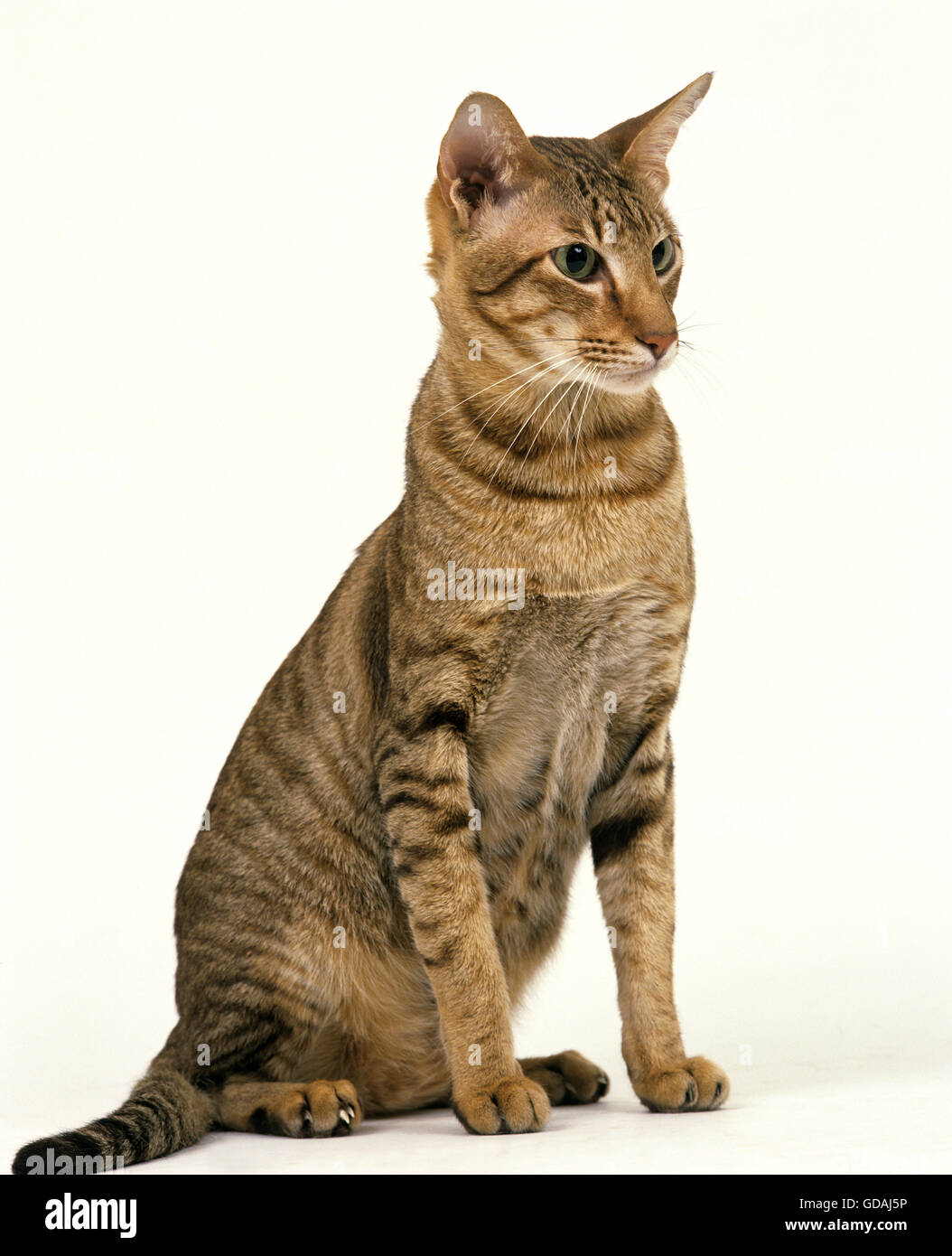 Oriental – Tabby Cat Breed