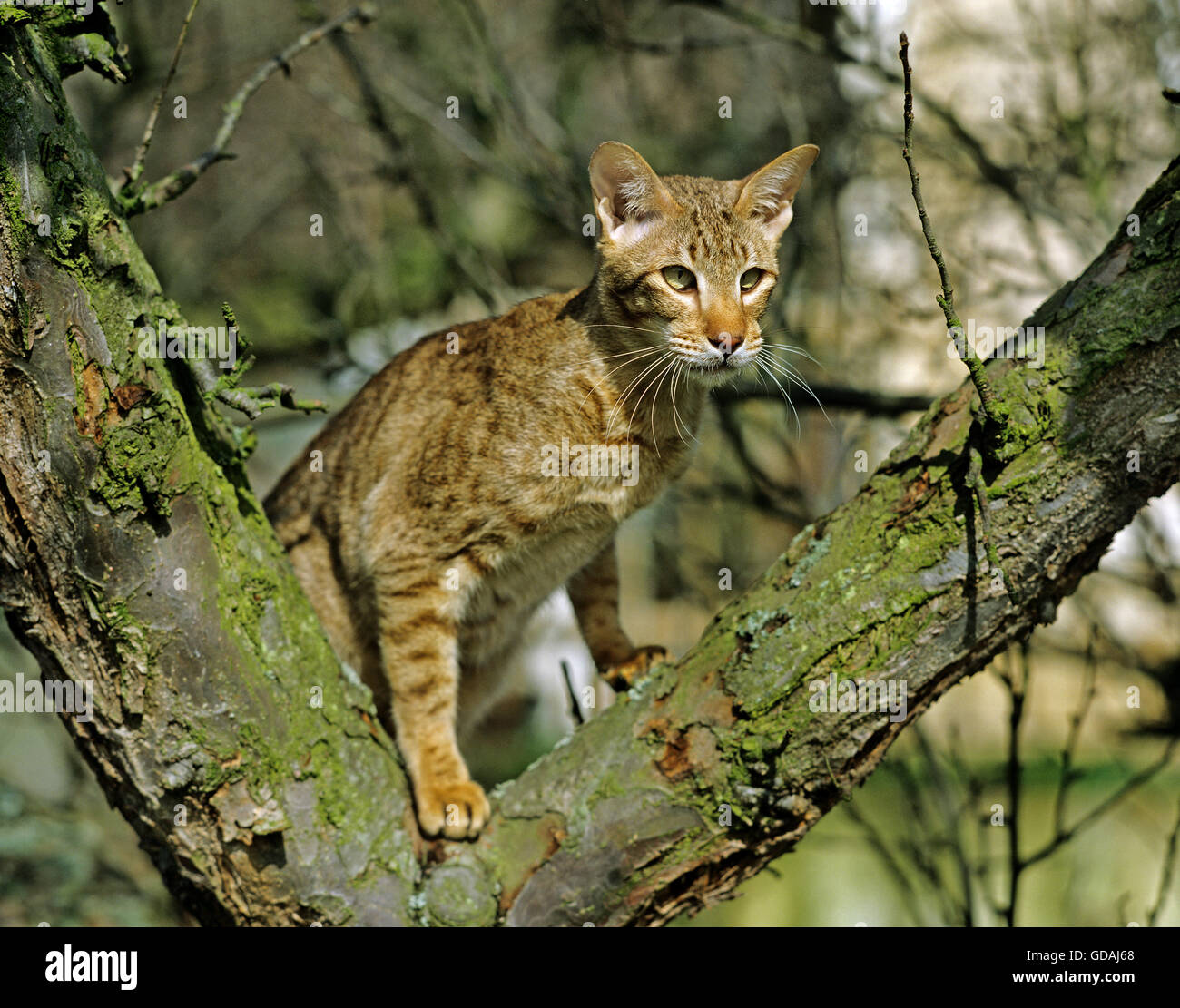 Chocolate spotted tabby oriental cat hi res stock photography and
