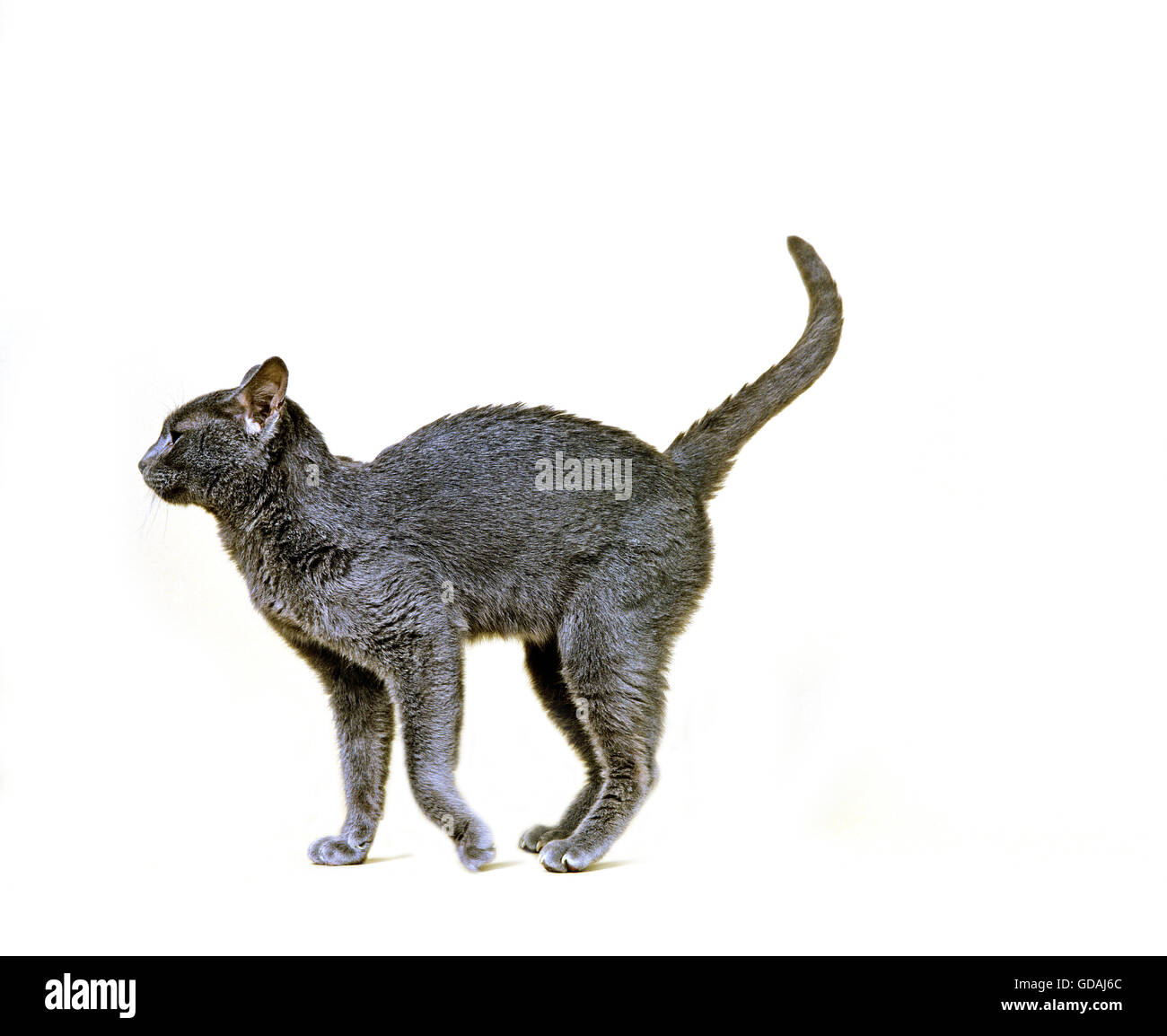 Korat Domestic Cat Stock Photo