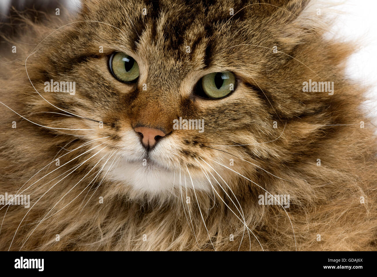 Angora Domestic Cat, Portrait of Male Stock Photo