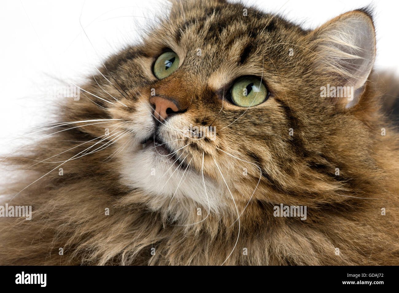 ANGORA DOMESTIC CAT, PORTRAIT OF MALE Stock Photo
