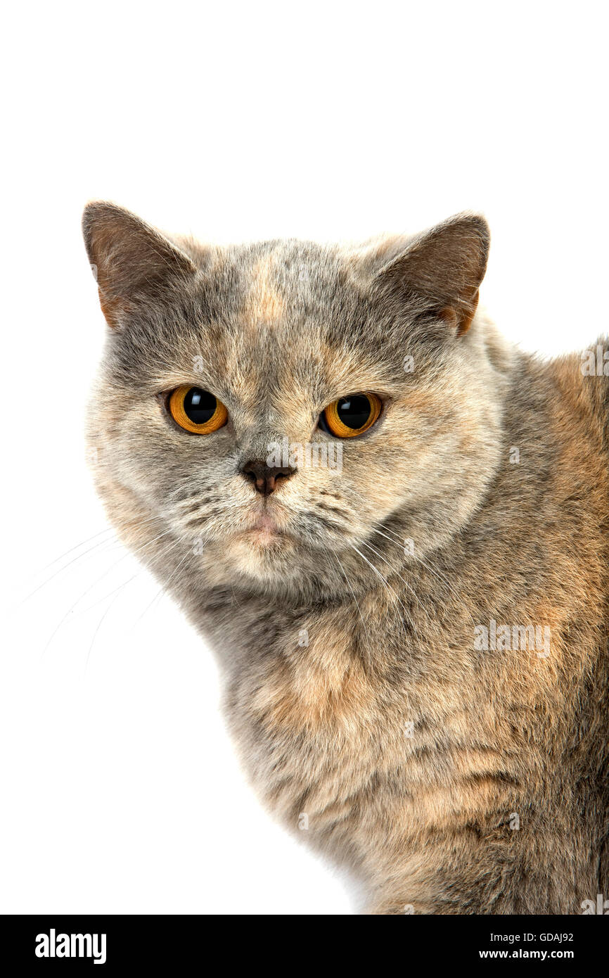 Blue Cream British Shorthair Domestic Cat Portrait Of Female