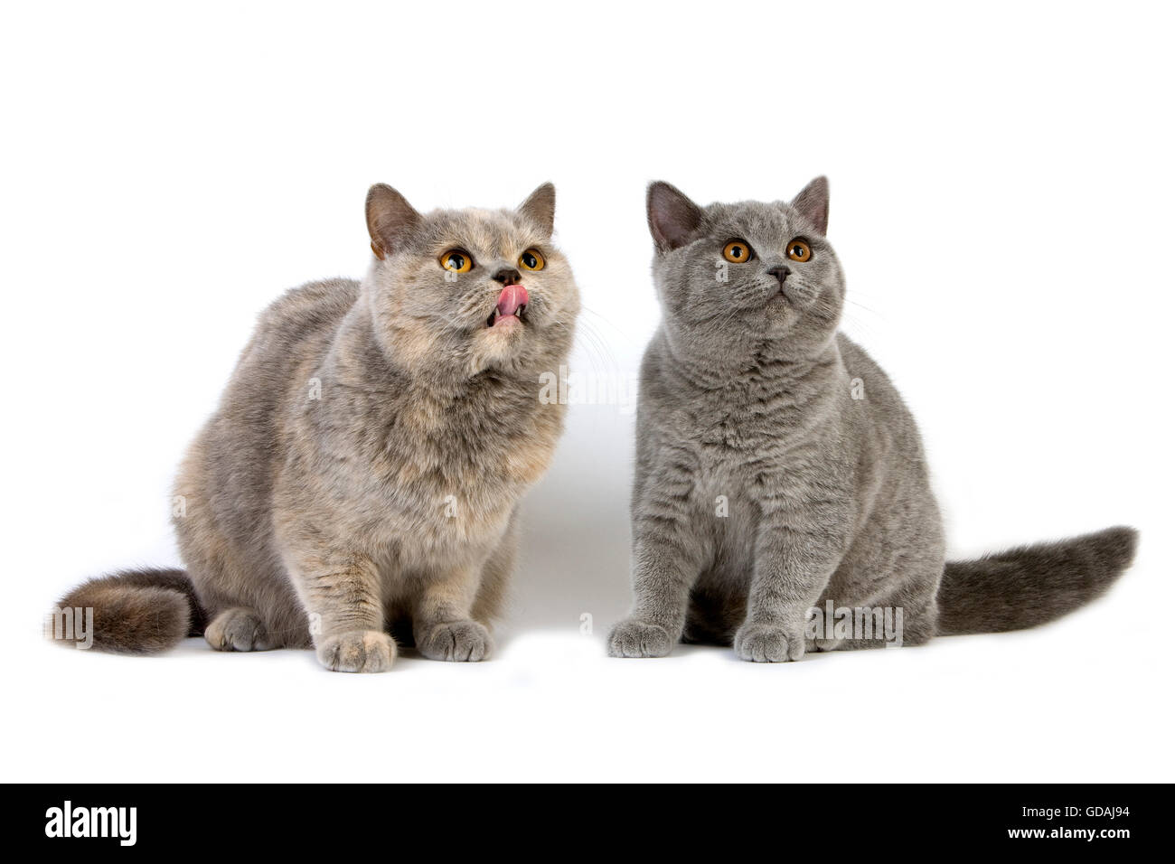 Blue Cream British Shorthair Female with Kitten Blue British Shorthair