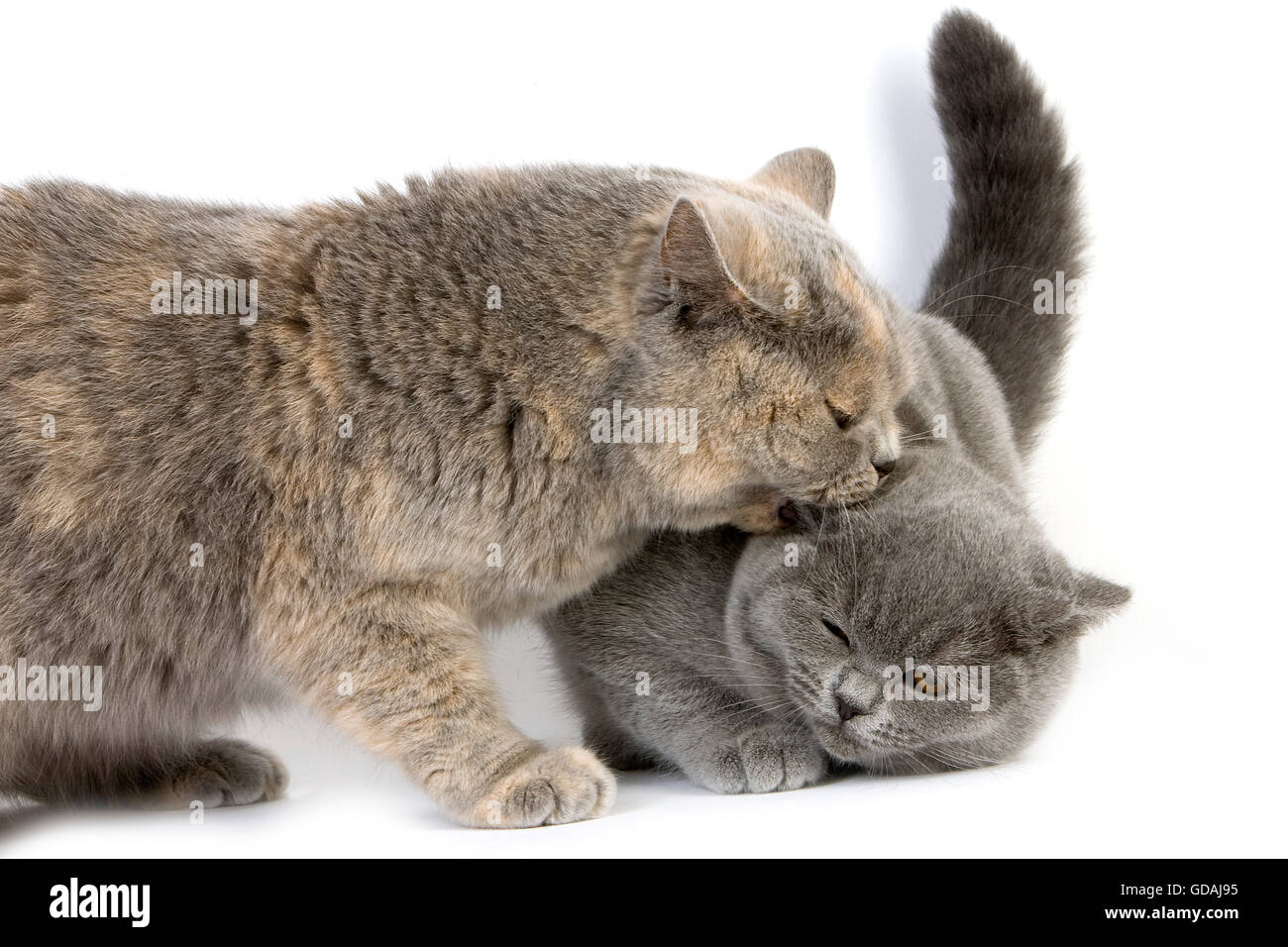 Blue Cream British Shorthair Domestic Cat Female Biting A Blue