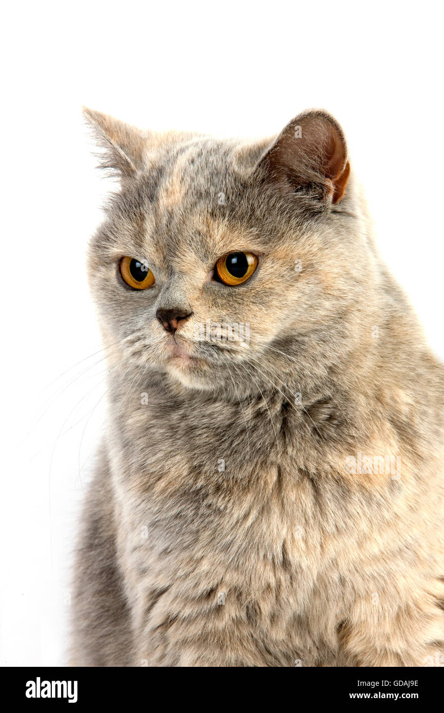 Blue Cream British Shorthair Domestic Cat Portrait Of Female