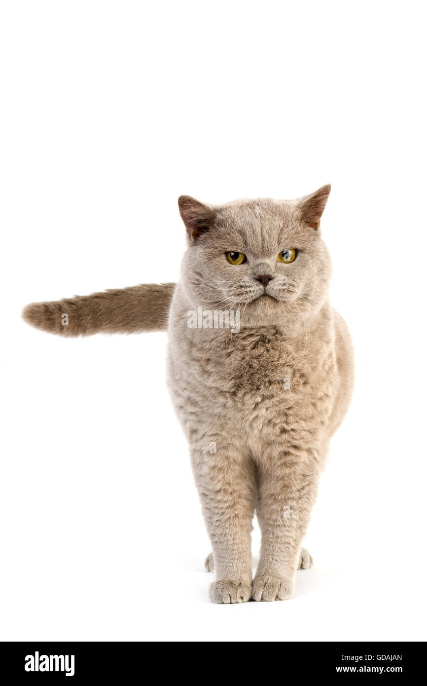 Lilac British Shorthair Cat Cut Out Stock Images Pictures Alamy