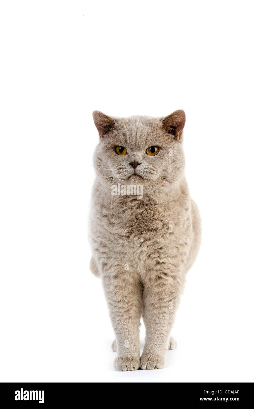 Lilac British Shorthair Dometic Cat, Male against White Background
