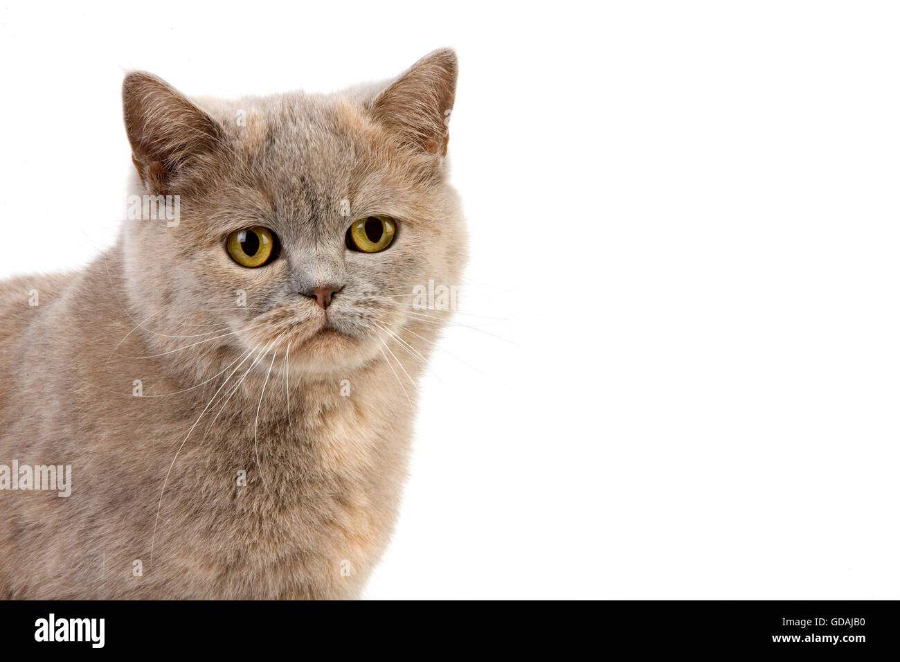 Lilac cream british shorthair cat hi-res stock photography and images -  Alamy