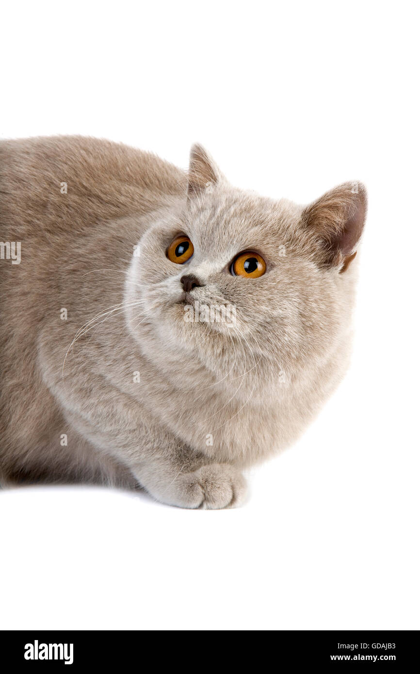 Lilac Cream British Shorthair Domestic Cat Female Against White
