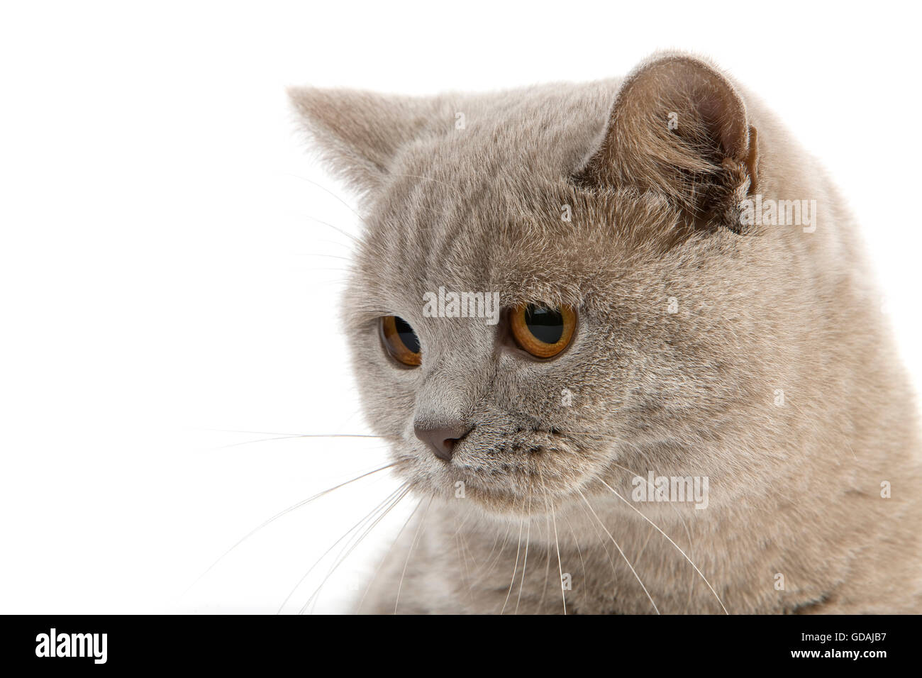 LILAC BRITISH SHORTHAIR CAT, HEAD OF ADULT FEMALE Stock Photo - Alamy