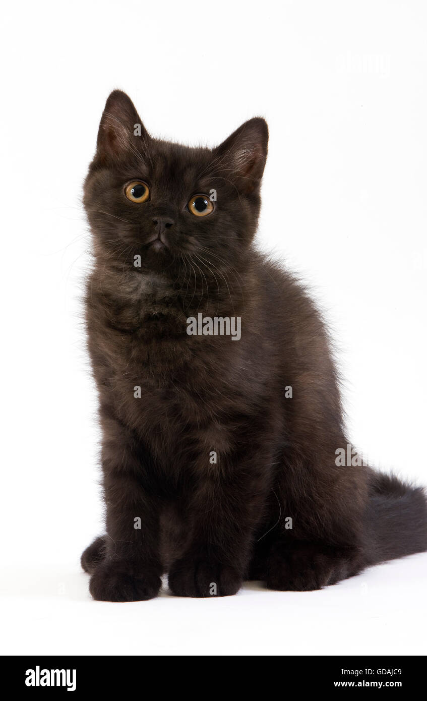 Domestic shorthair sale black kitten