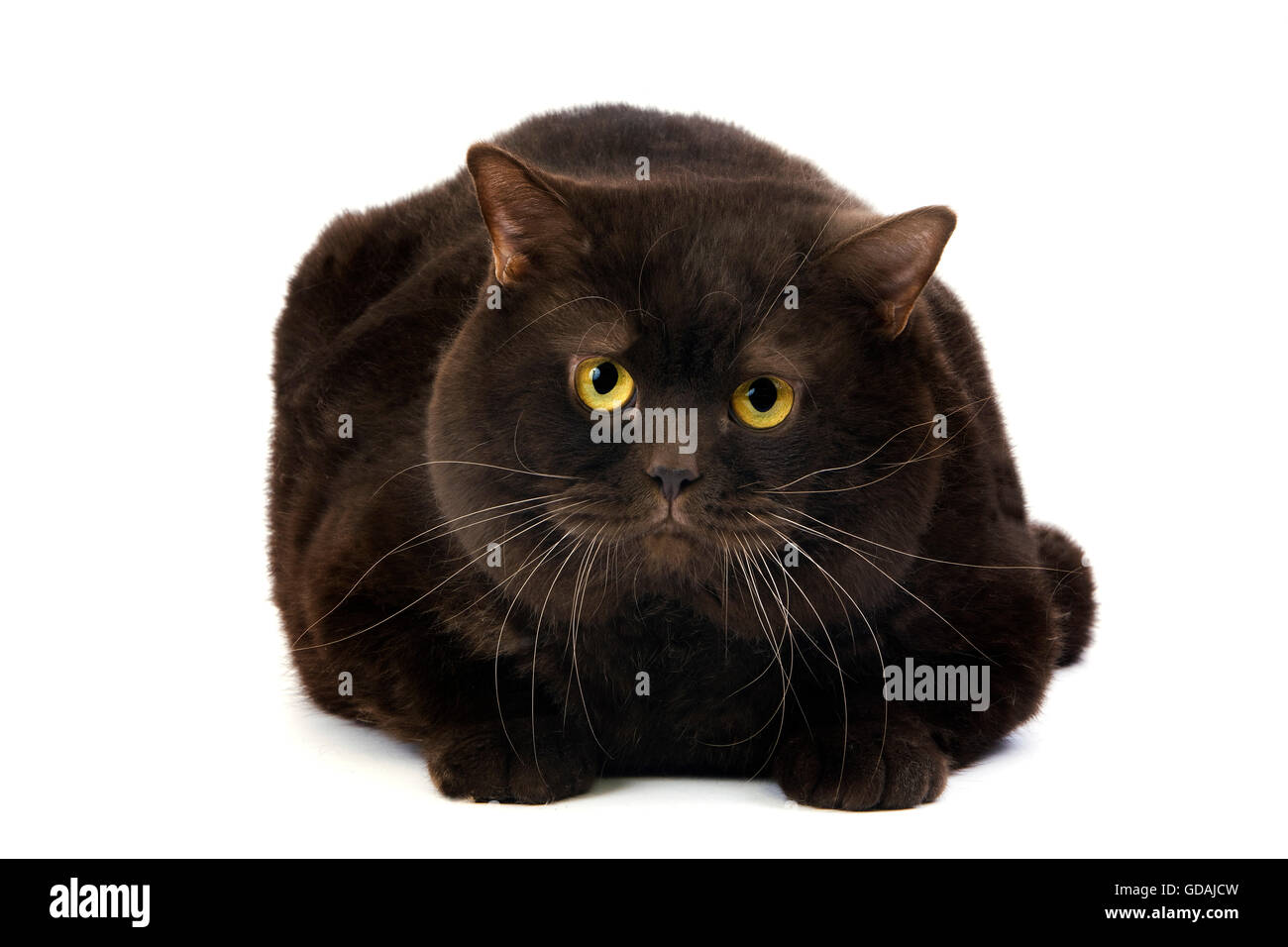 Chocolate British Shorthair Domestic Cat Male Laying Against