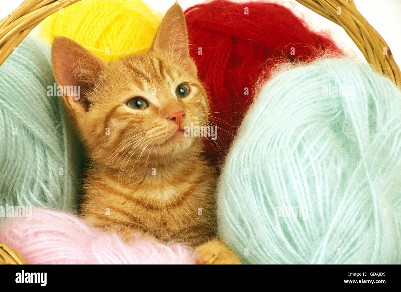RED TABBY DOMESTIC CAT, KITTEN IN WOLL BALLS Stock Photo