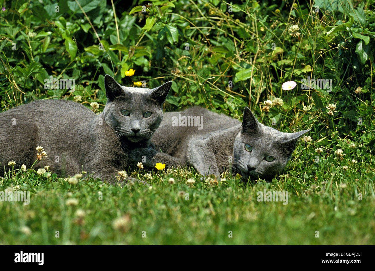 Russian Blue Cat, Adults laying on Grass Stock Photo