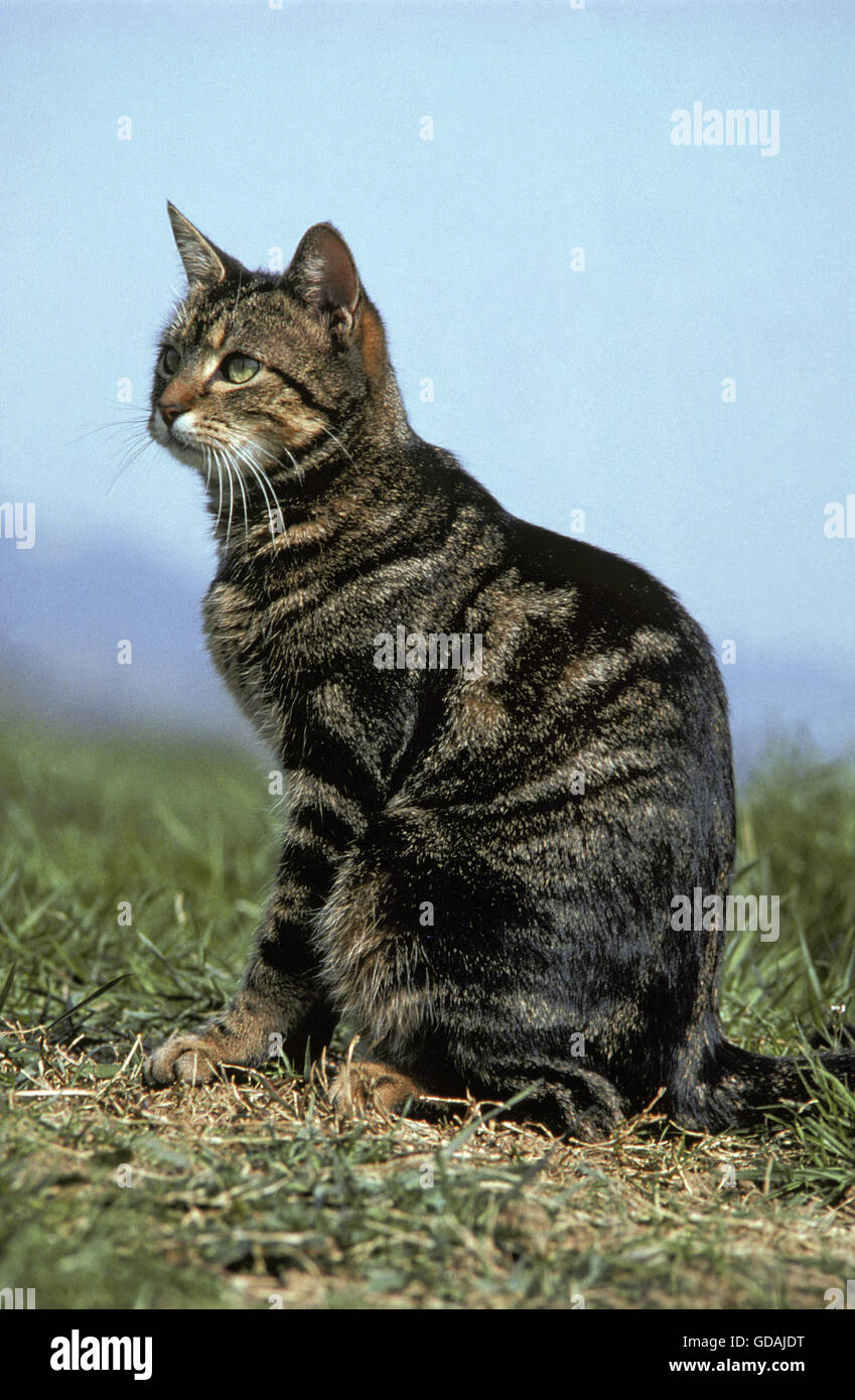 DOMESTIC CAT, ADULT SITTING ON GRASS Stock Photo