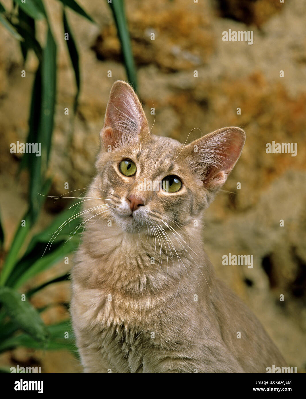 Longhair Oriental Domestic Cat Stock Photo