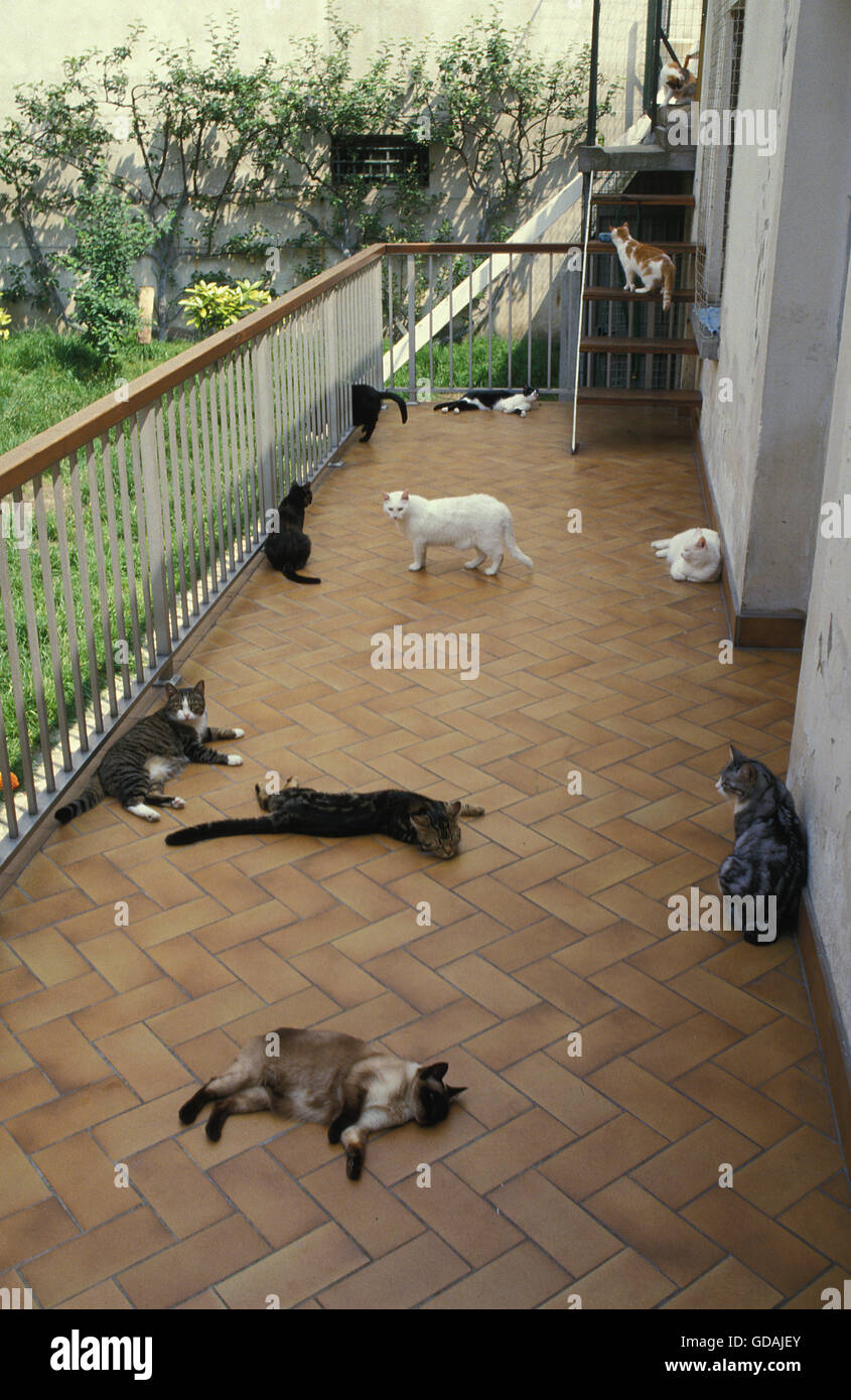 Domestic Cats on Balcony Stock Photo Alamy