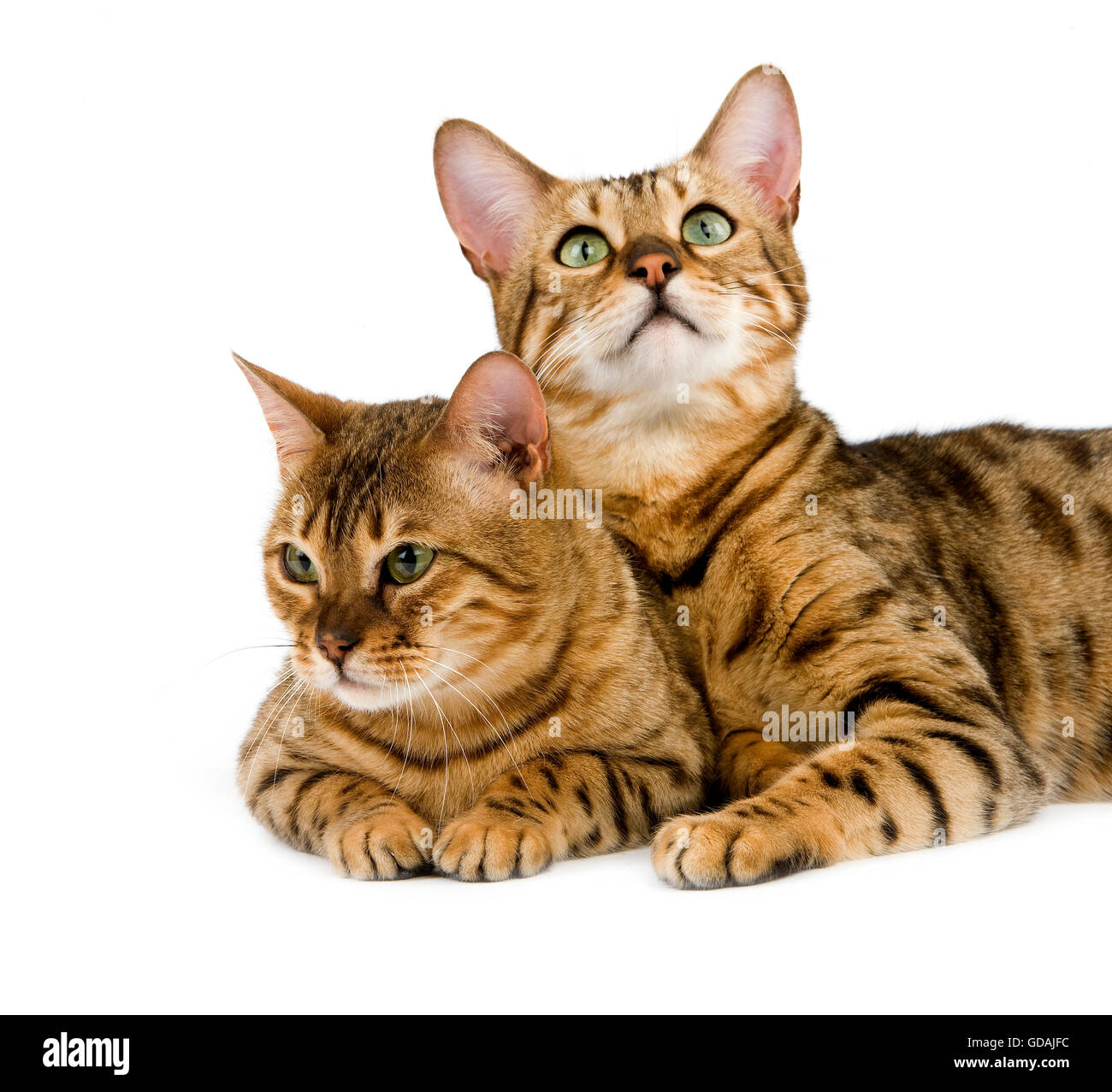 BROWN SPOTTED TABBY BENGAL DOMESTIC CAT Stock Photo
