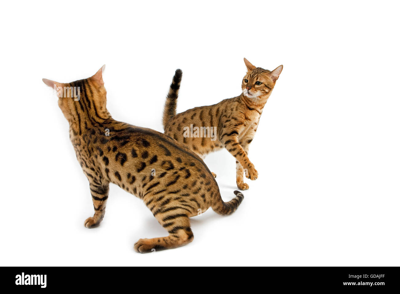Full Grown Domestic Bengal Cats