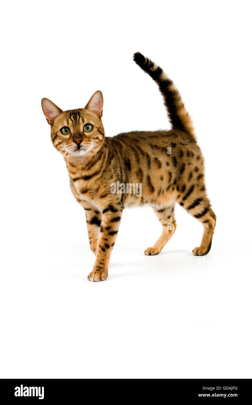 brown spotted tabby