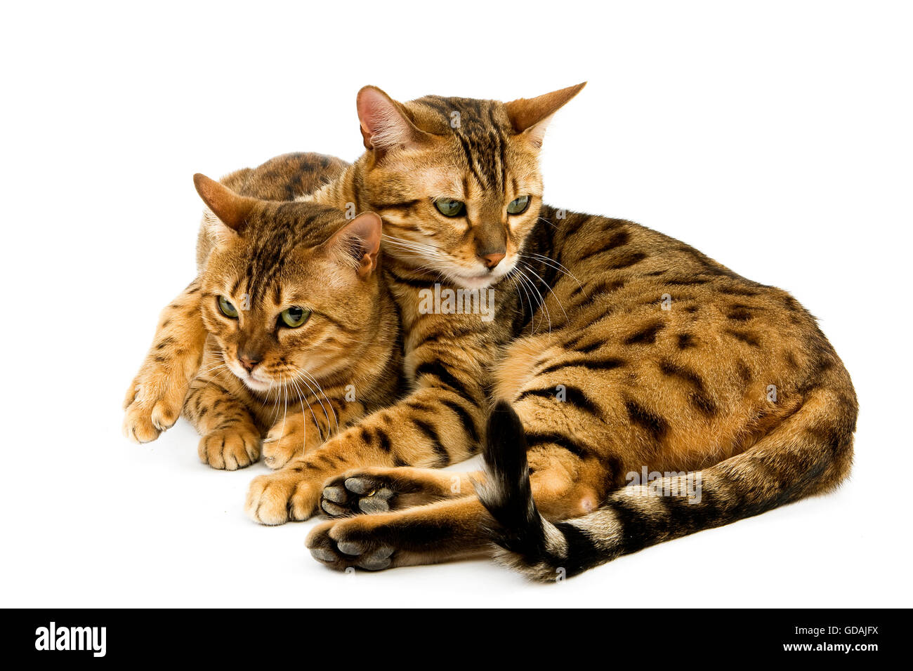 Brown Spotted Tabby Bengal Domestic Cat, Pair Embracing Stock Photo - Alamy