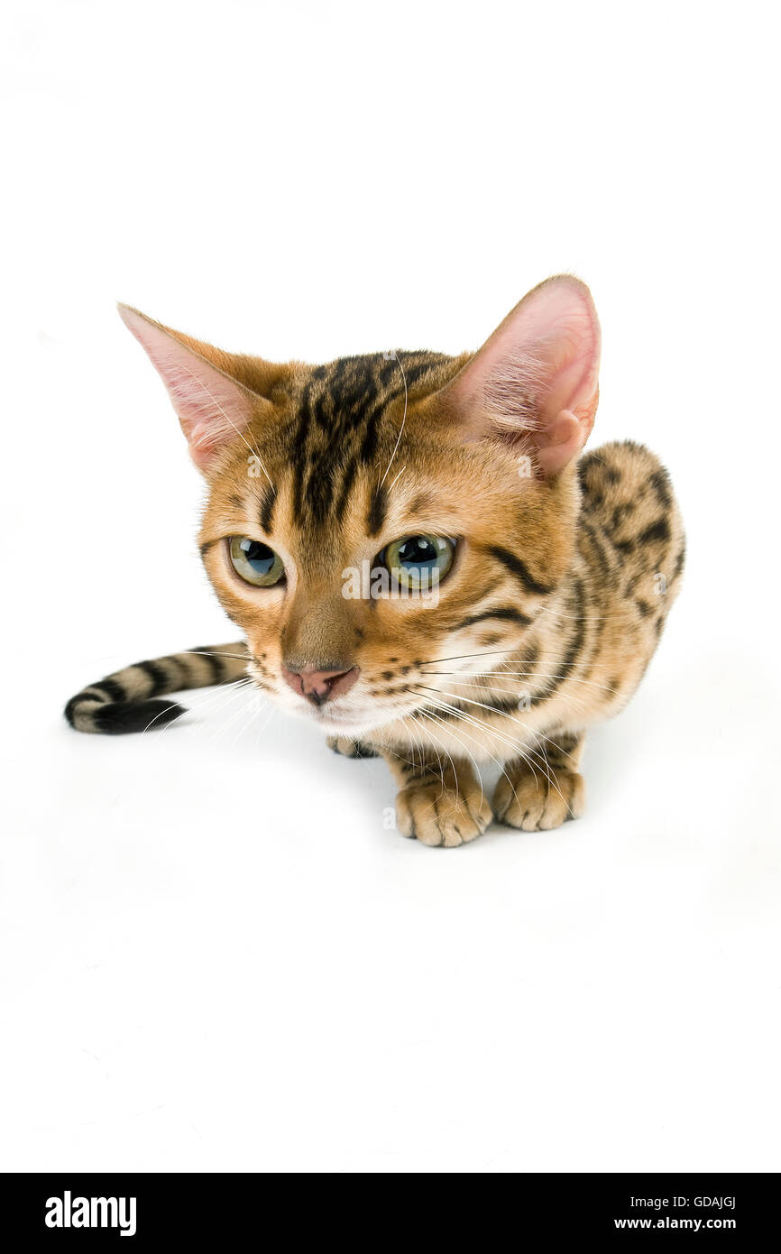 BROWN SPOTTED TABBY BENGAL DOMESTIC CAT Stock Photo Alamy