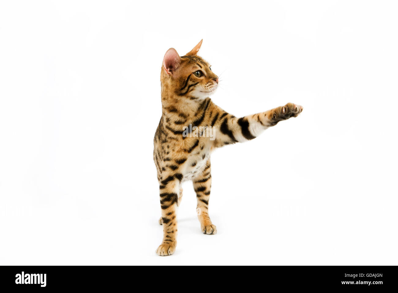 Brown Spotted Tabby Bengal Domestic Cat holding Paw up against White Background Stock Photo