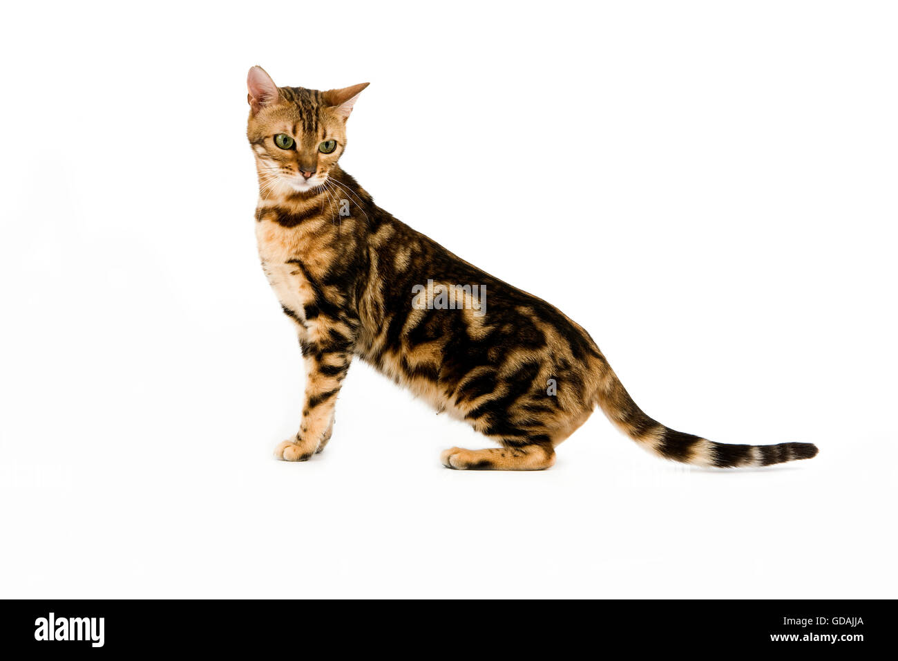 Marbled cat hi-res stock photography and images - Alamy